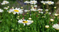 Plants
